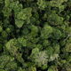 Illustration for article titled Calculation Shows We Could Add a U.S.-Sized Forest to the Planet to Fight Climate Change